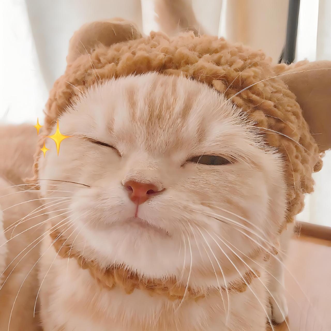 我发现了好多萌萌的猫咪头像,一起来看看呀02!