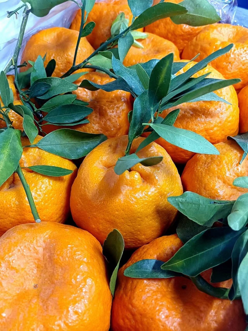 鲜甜爆汁云南晚芦柑 鲜甜爆汁云南晚芦柑!