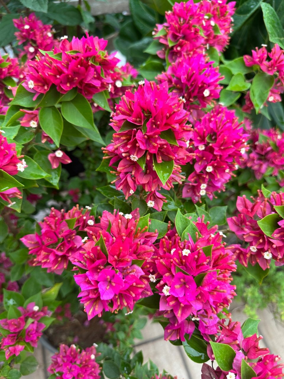 塔紫 三角梅 🌸 我的新宠,好可爱的塔紫,这棵有一米高,砍价后130,感