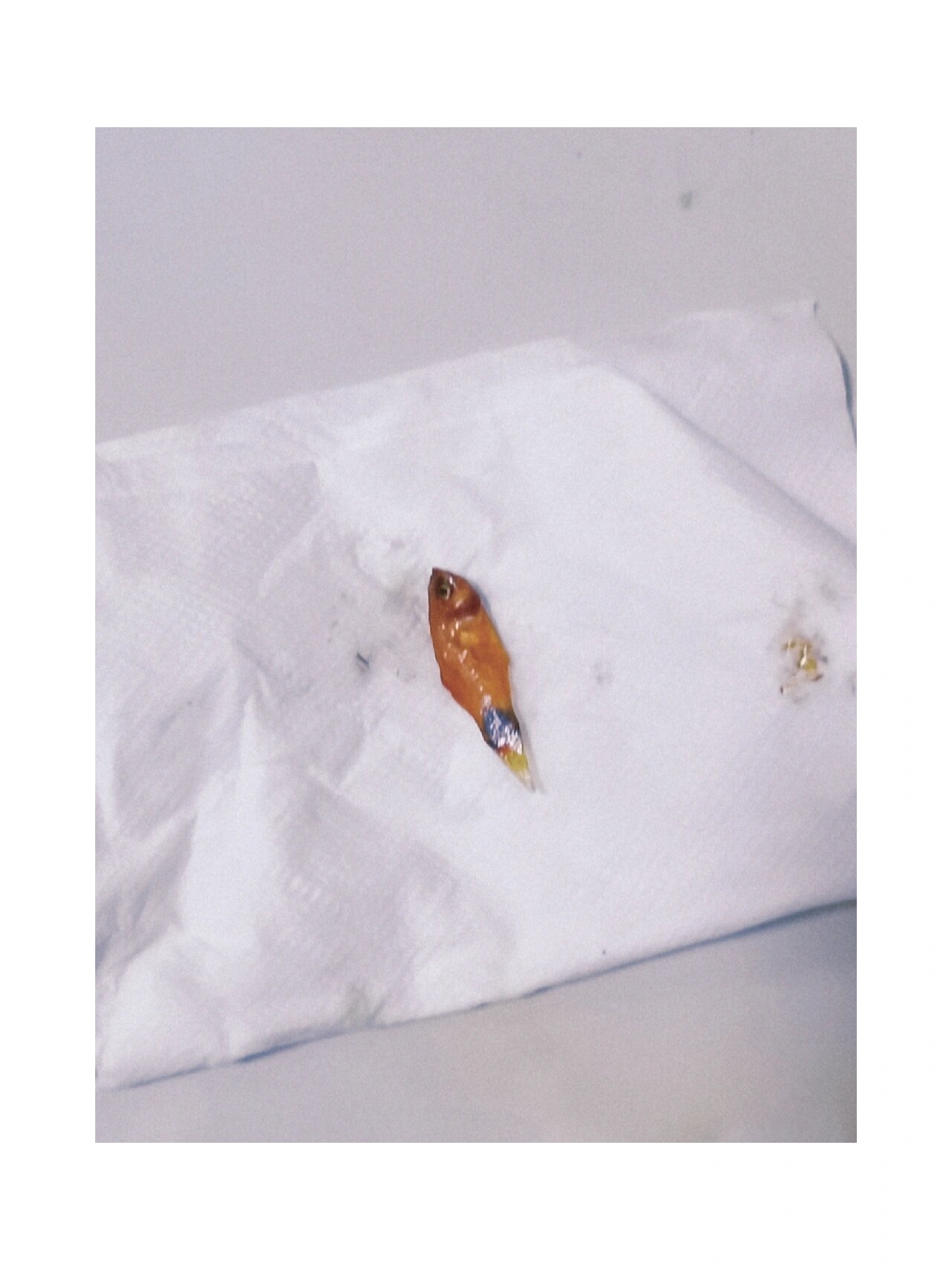 毫不犹豫一脚踩下去 收拾"尸体" 发现是我妈的小金鱼 对不起