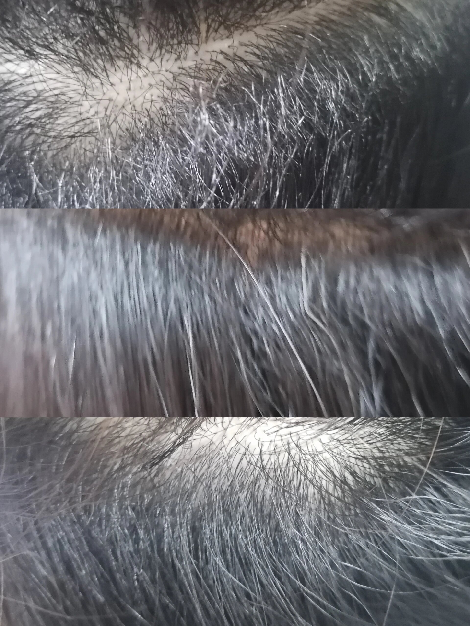 发根烫焦了,做直 护发专业的人做护发专业的事,如果你头发有烫染漂拉