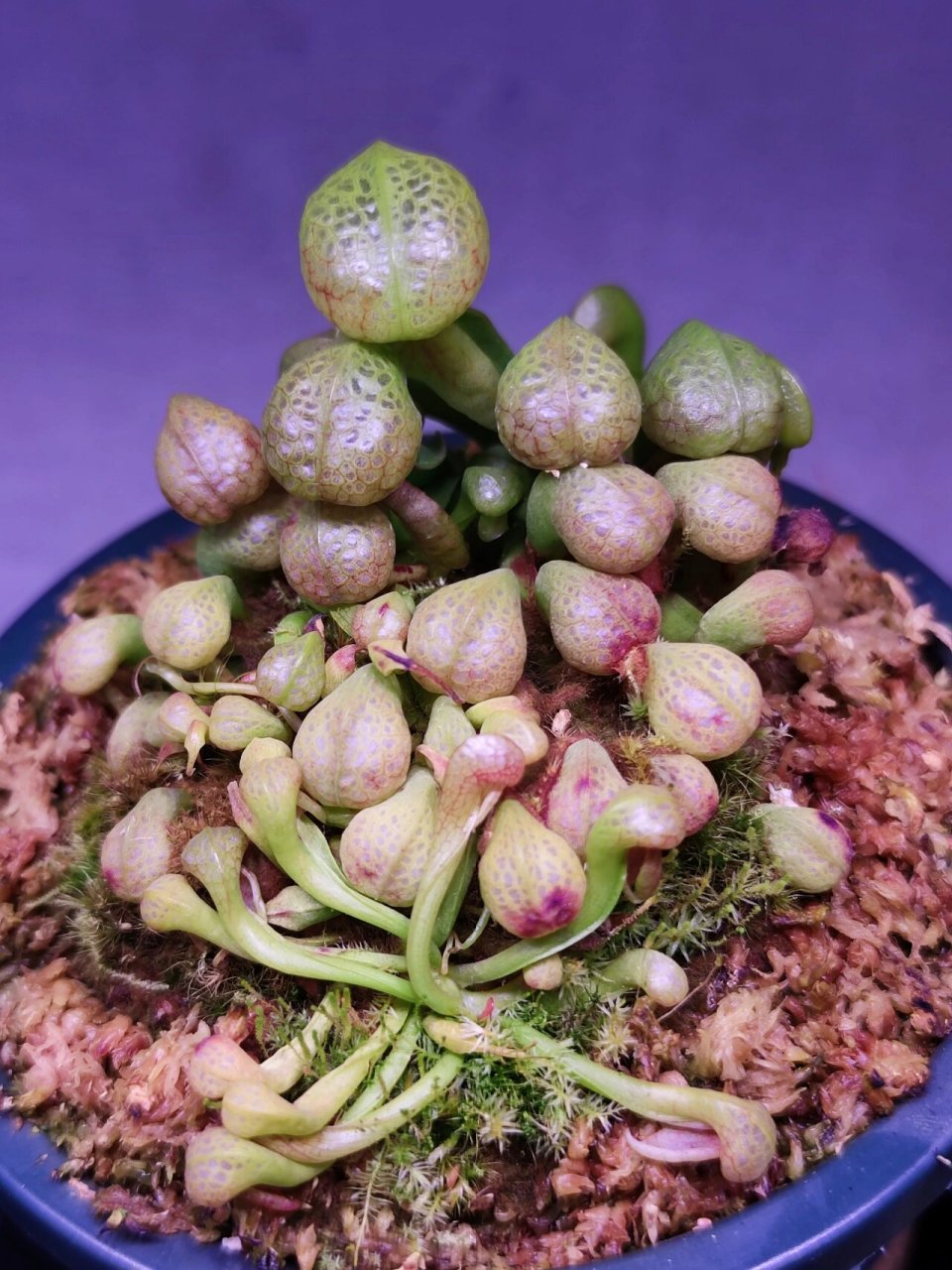 九大食虫植物之 眼镜蛇瓶子草怎么养