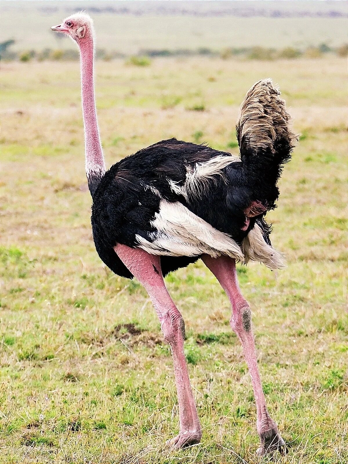 自然科普|鸵鸟 【自然科普】世界上最大的鸟-—-鸵鸟 🌸"大长腿