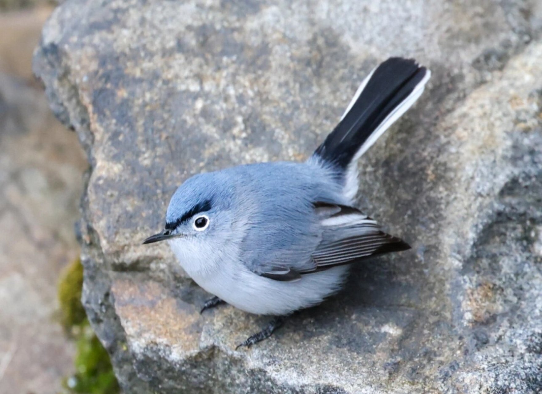 blue-gray gannetcatcher 灰蓝蚋莺 之前在树林里见过一次 一闪而 