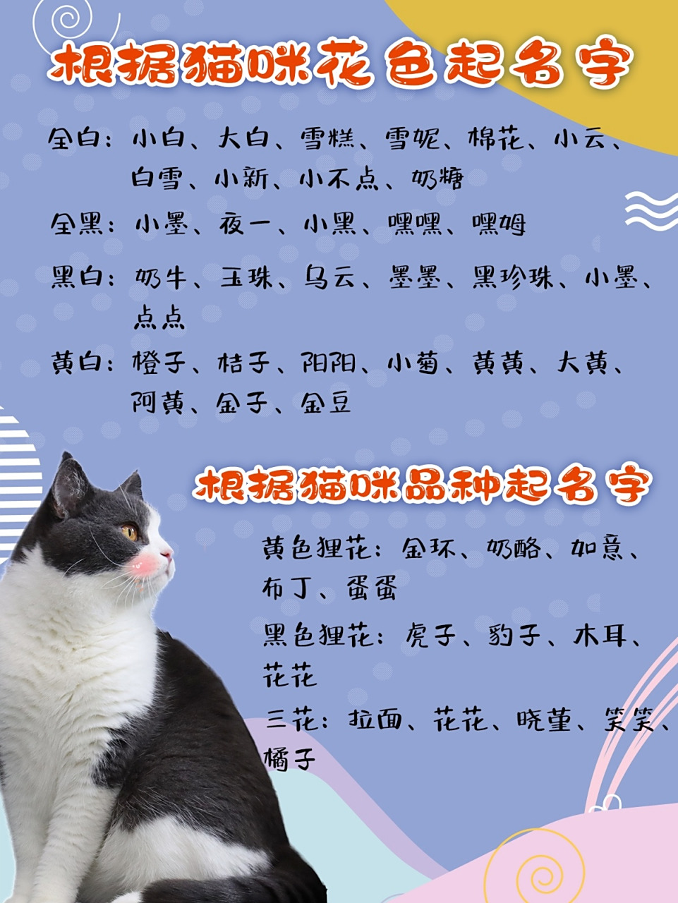 猫咪起名看这里!
