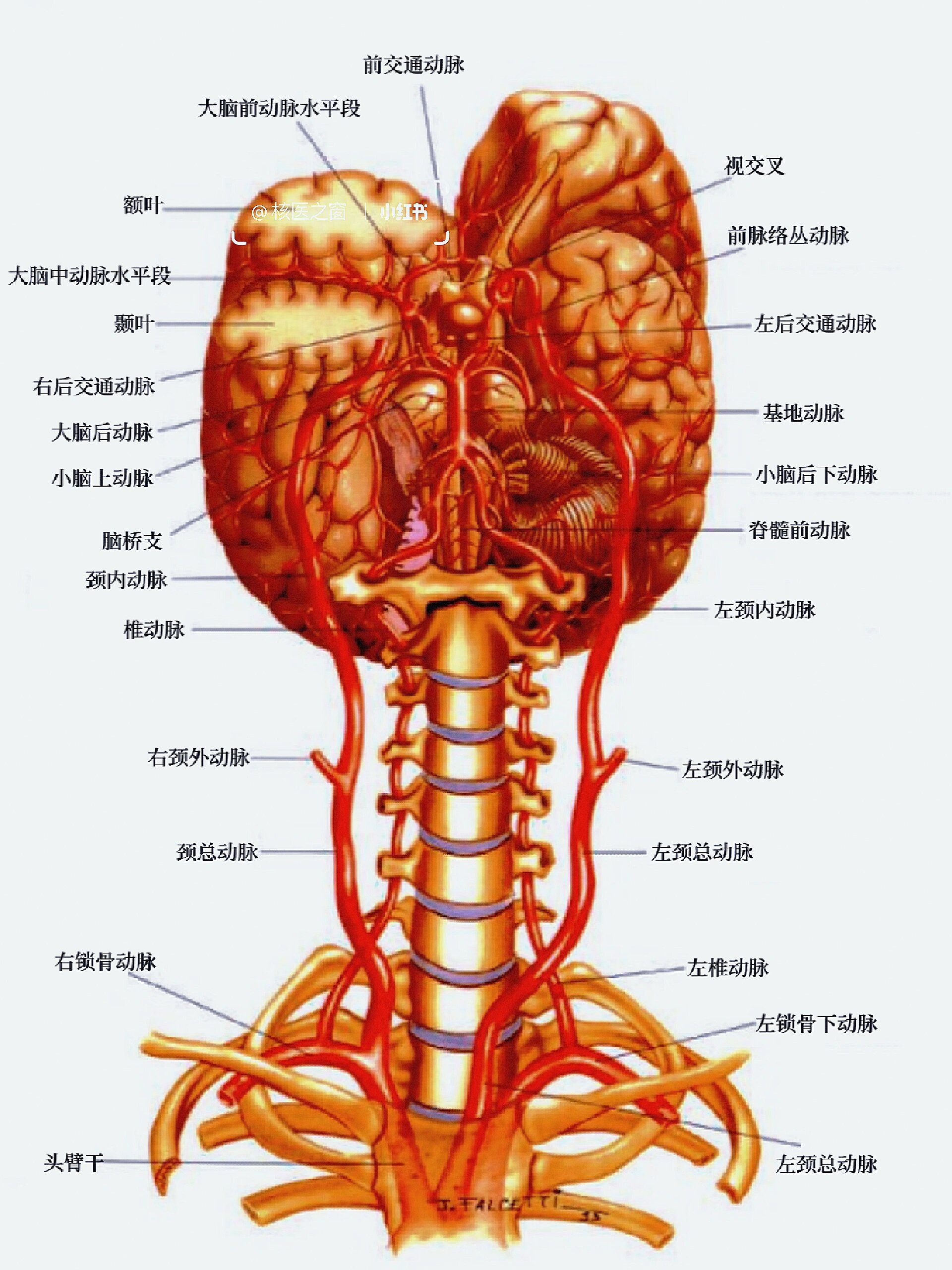 颈总动脉