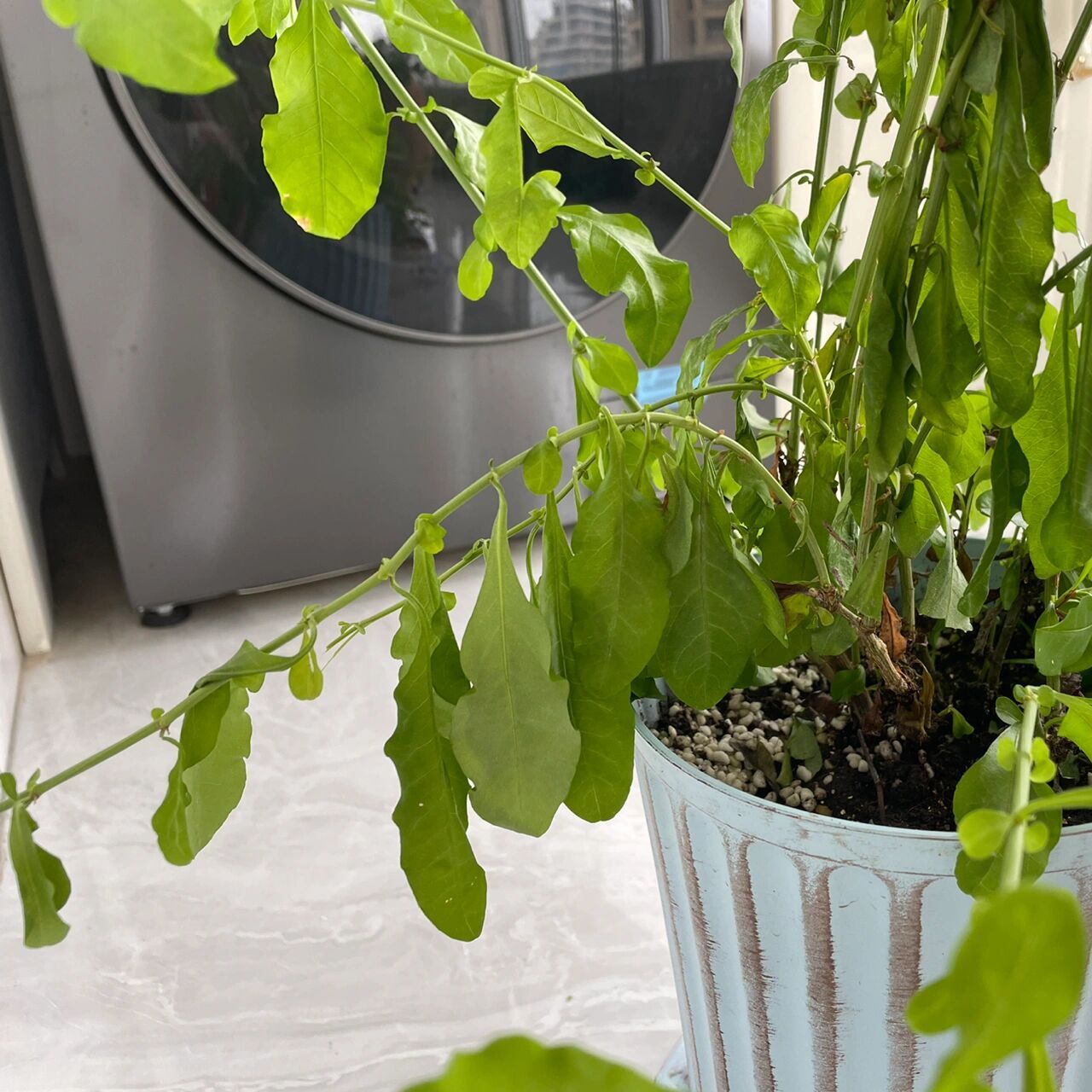 求助求助!蓝雪花叶子蔫了 只有这一株叶子耷拉着,其他都好好的!