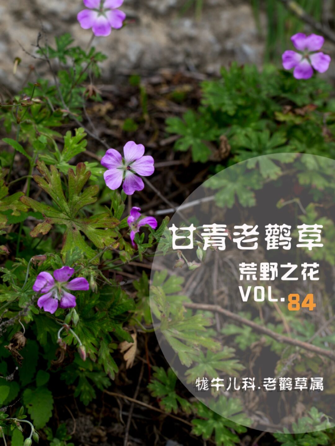 84 甘青老鹳草 .