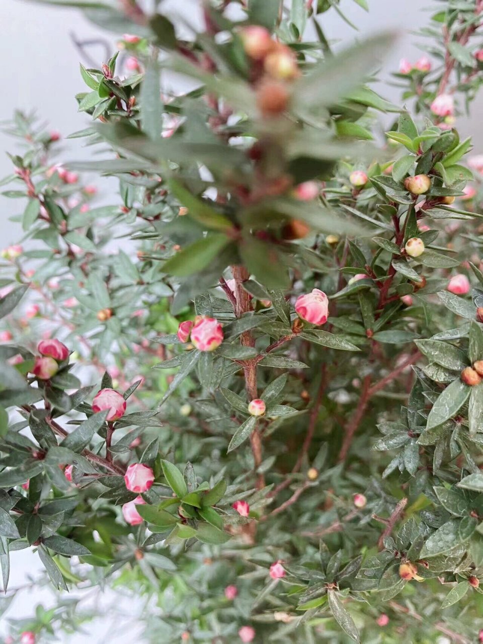 松红梅开花香吗图片