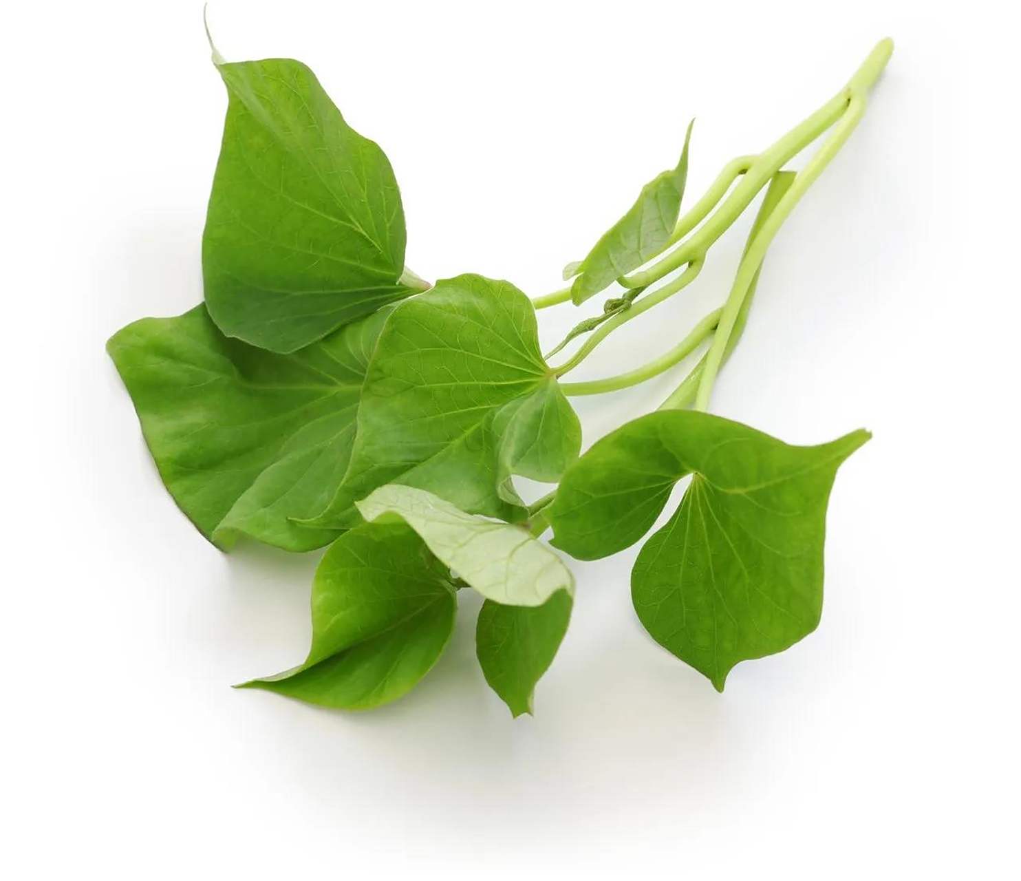 说是可好吃了,夏天多吃一些有好处.