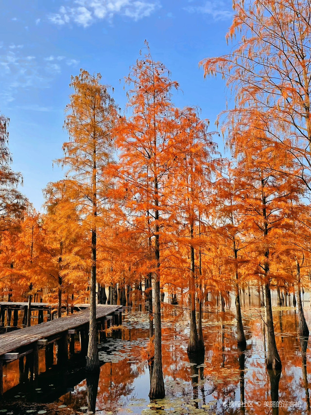 池杉湖湿地公园介绍图片