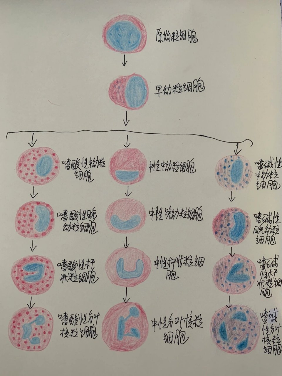 细胞示意图手绘图片