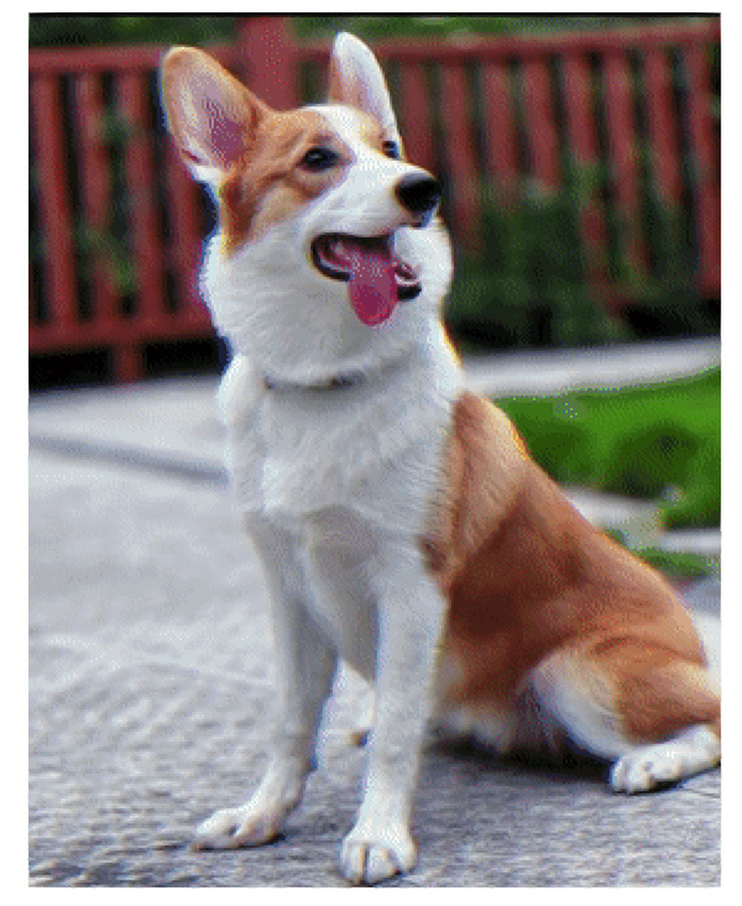 大长腿柯基,你见过吗?