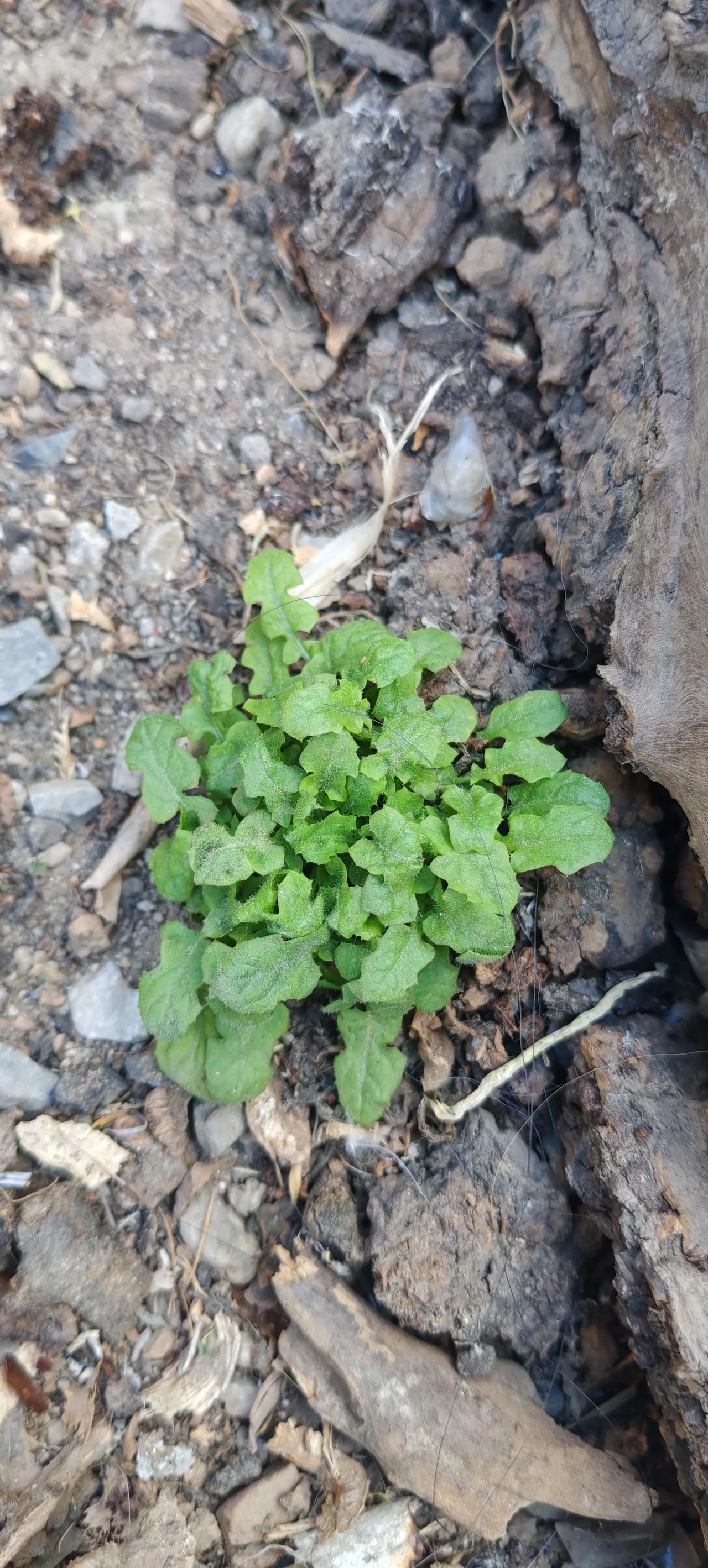 图片和名称花草树木图片野草名字秋天的花草树木图片棒头草幼苗照片