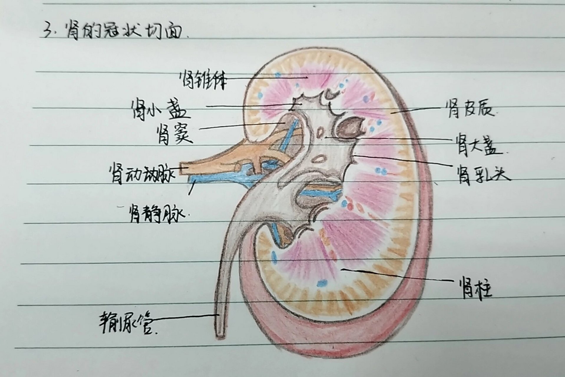 肾的冠状切面图片