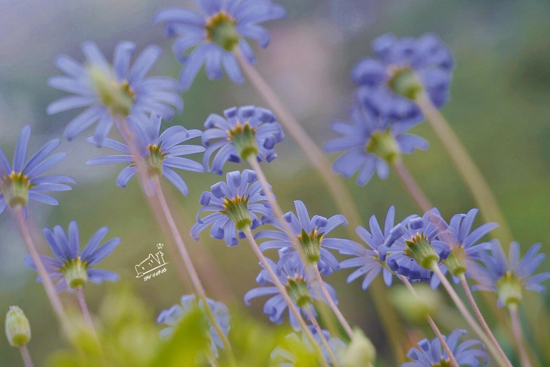 太阳落山,烫个小卷,准备去蹦迪的金叶蓝玛 蓝色玛格丽特,简称蓝玛,学