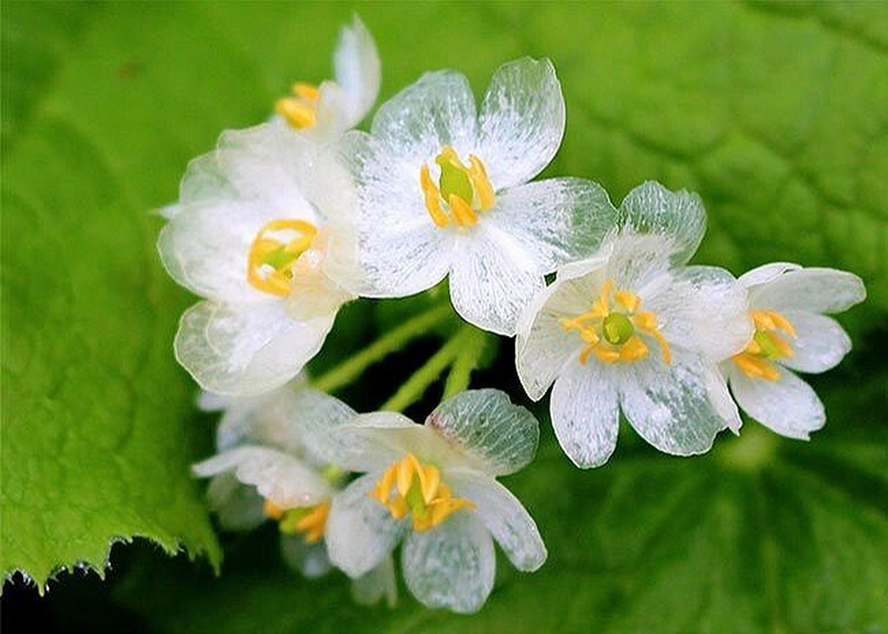 36(默默的关注) 山荷花 是山荷叶的花,遇水时,白色的花瓣会变成透明的