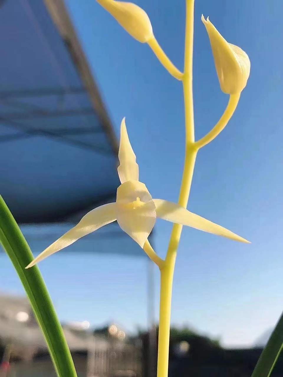 寒兰丰雪带花苞精品兰花 兰花种植基地 抖音带你去赏花 爱生活爱养花