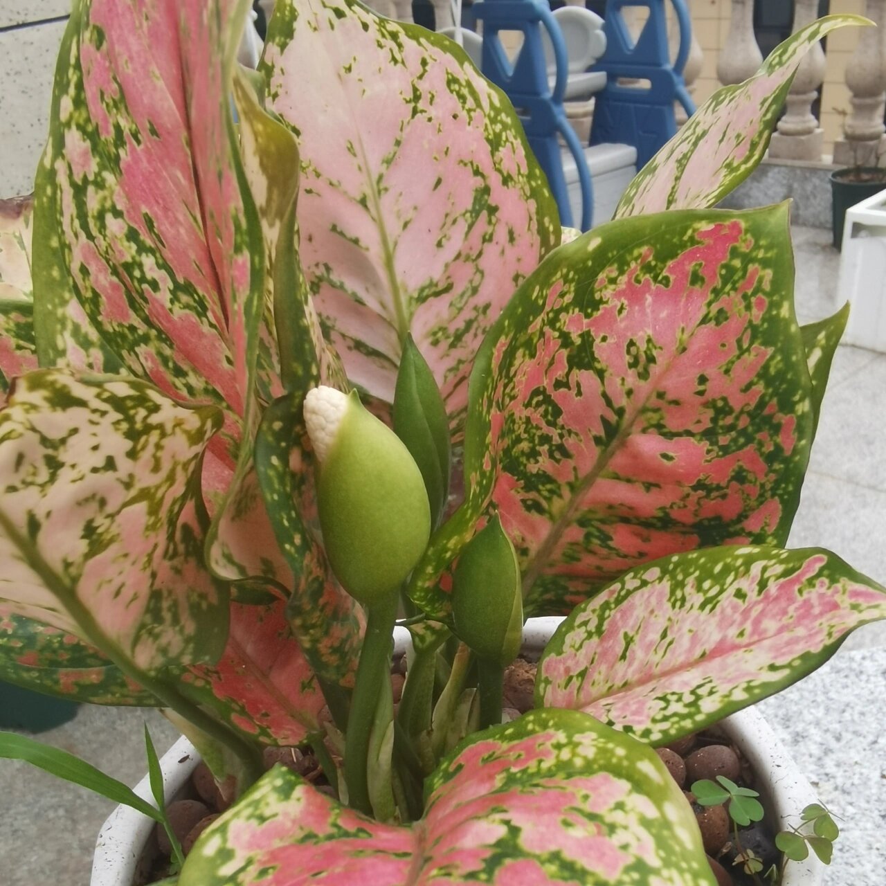 如意皇后开花了,好丑的花  之前是看它长的粉粉的才买的它,本身就是一