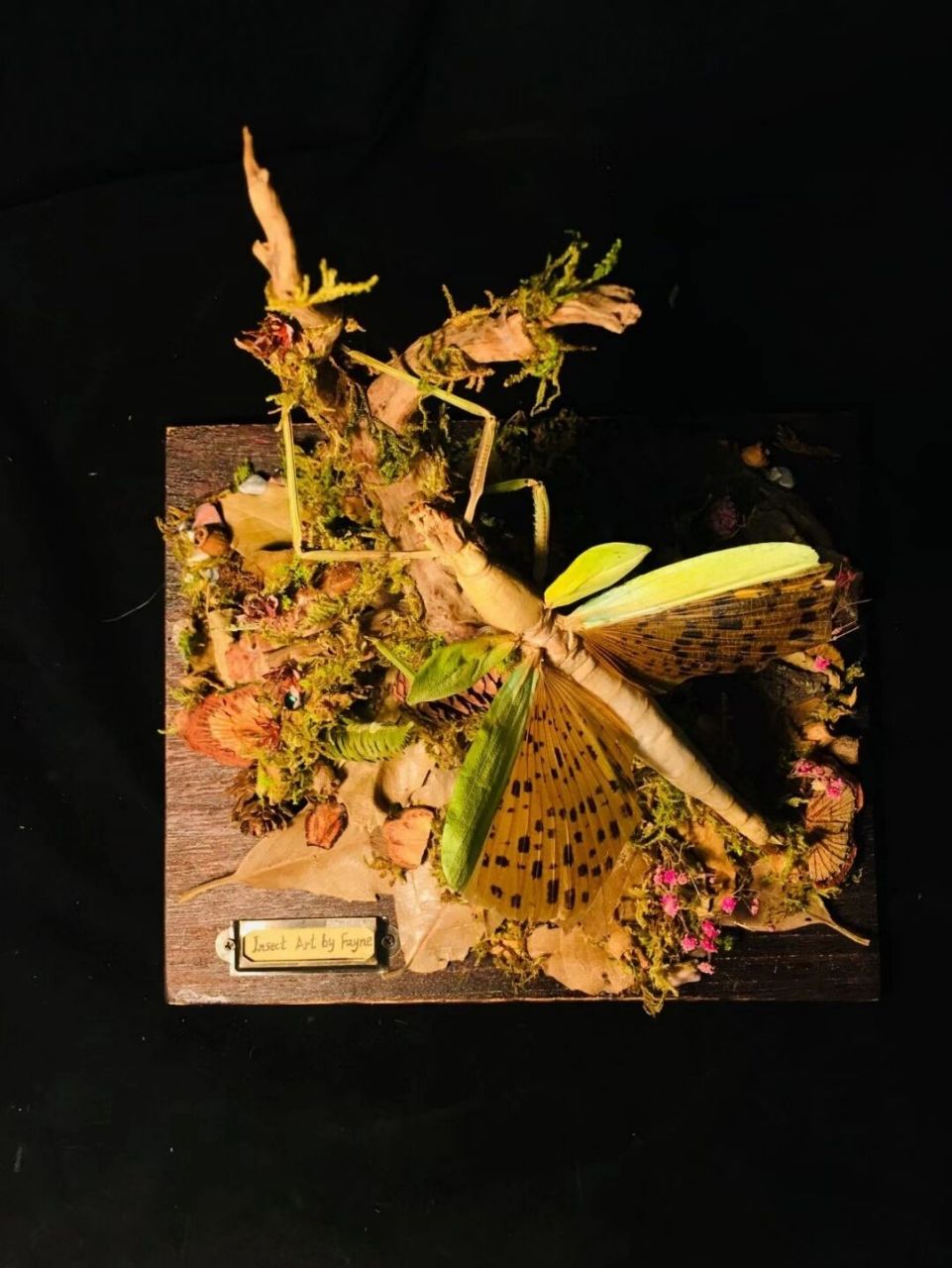 斑豹竹节虫 斑豹竹节虫生态造景 像是将大自然的一块搬了出来.