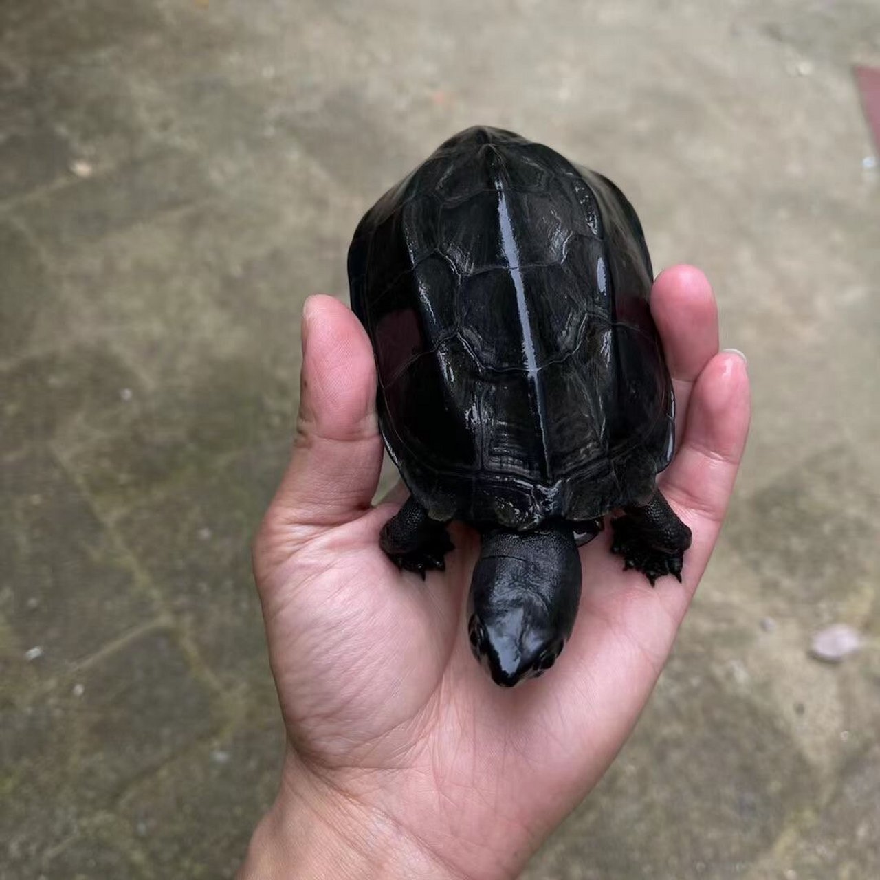 精品草龟墨龟鉴赏,最后两图有惊喜 精品草龟欣赏,每只都是精品,漆黑无