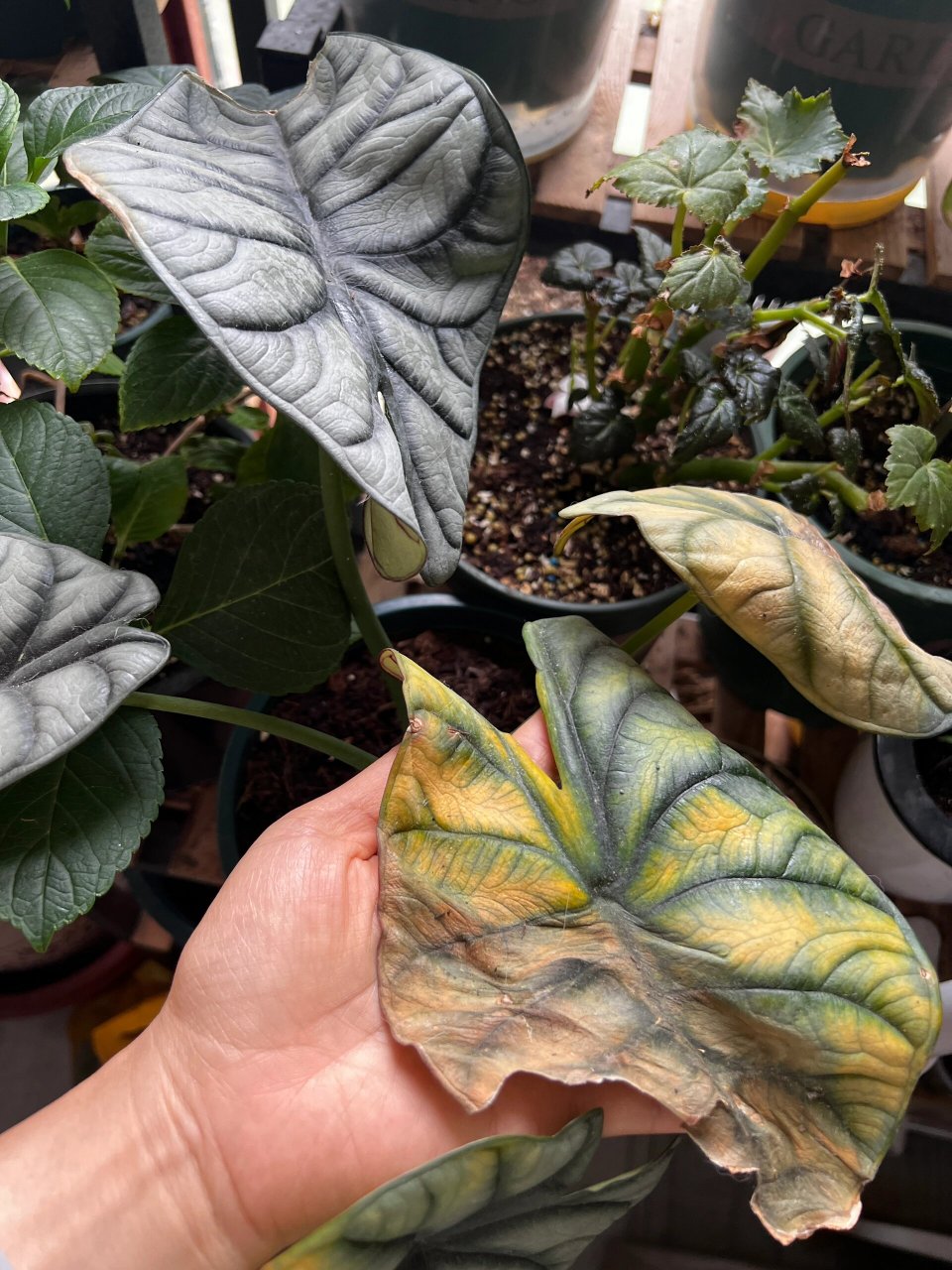 龙鳞海芋黄叶 我的龙鳞海芋是怎么了?