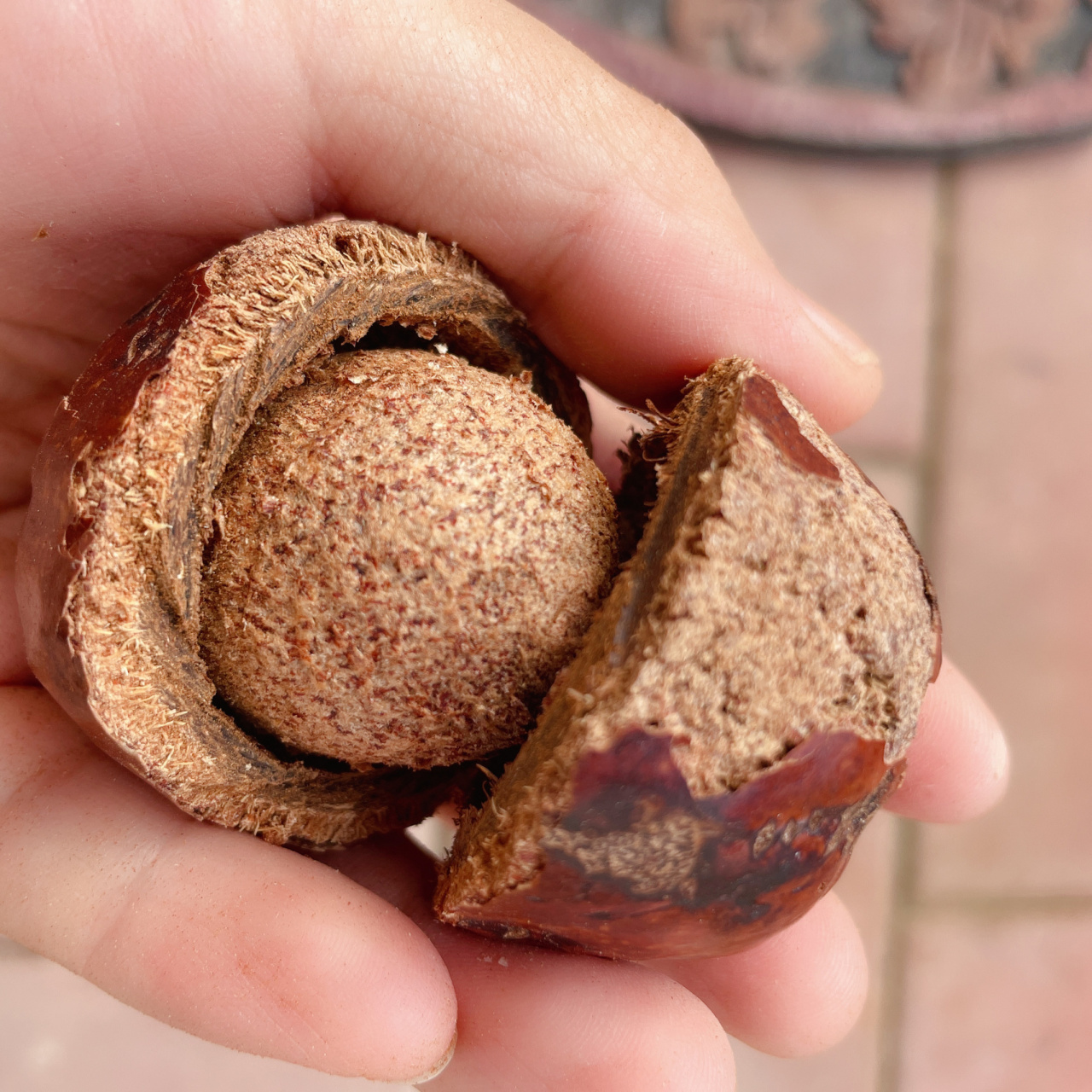 一颗菩提果的蜕变过程 佛心菩提的外壳非常坚硬 一般都用小型切割机