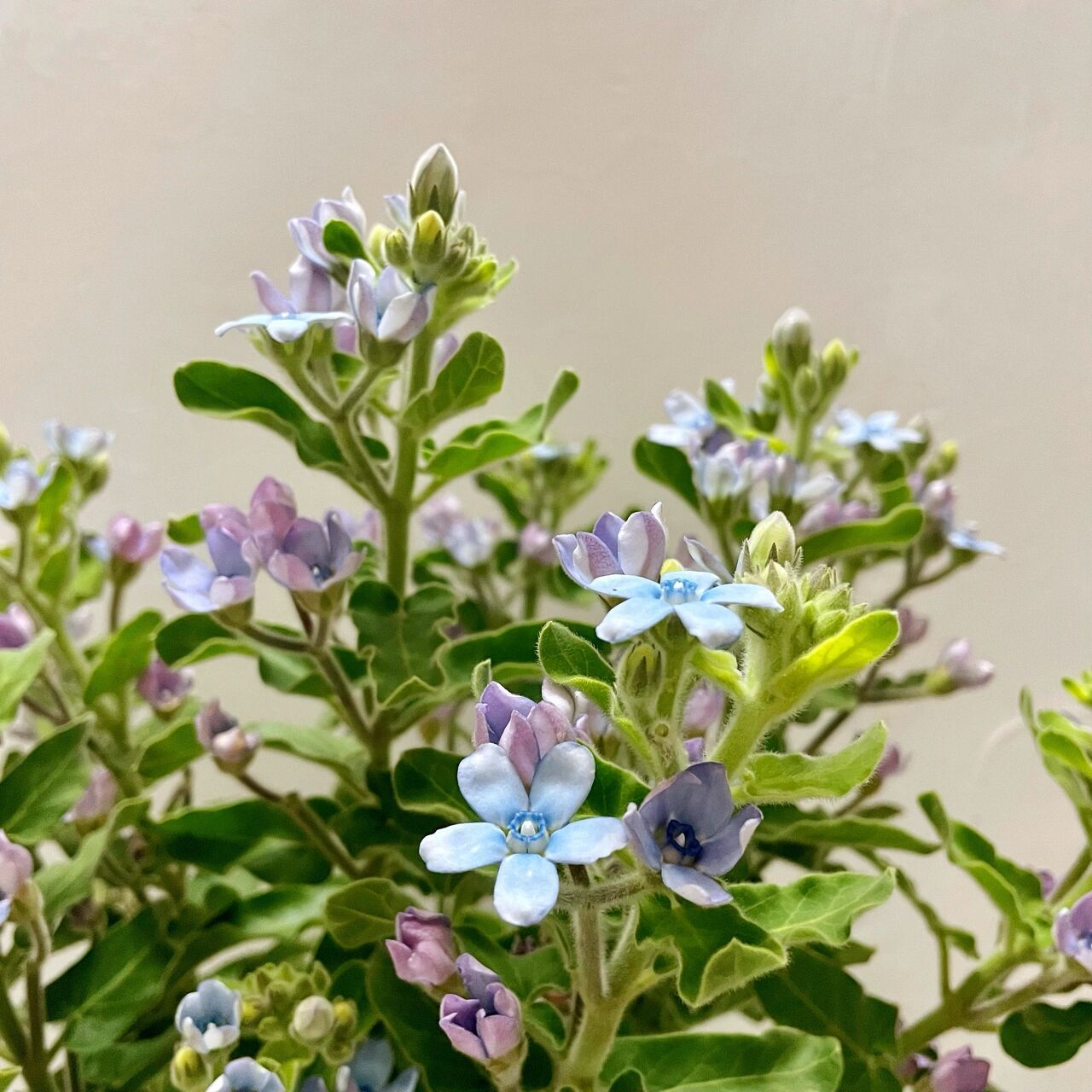 蓝星花(蓝色圆瓣) 蓝星花全称《天蓝尖瓣木》 94花语:幸福的爱,相互