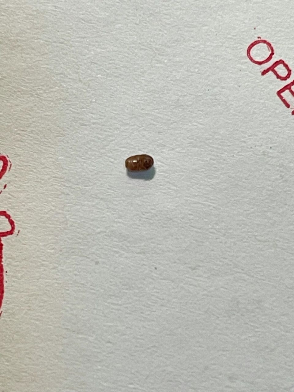 家里最近老是出现这种小虫子,个头很小,椭圆形,是哪里来的啊?