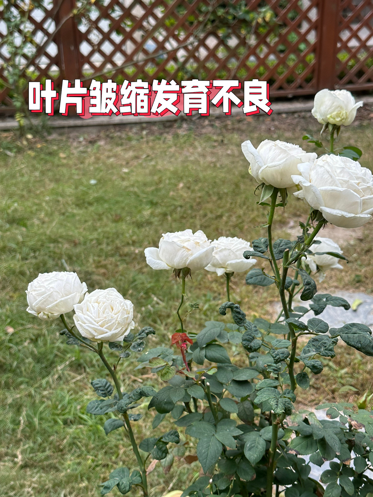 78干货整理78|月季花蓟马防治方法详细整理6015 78hello