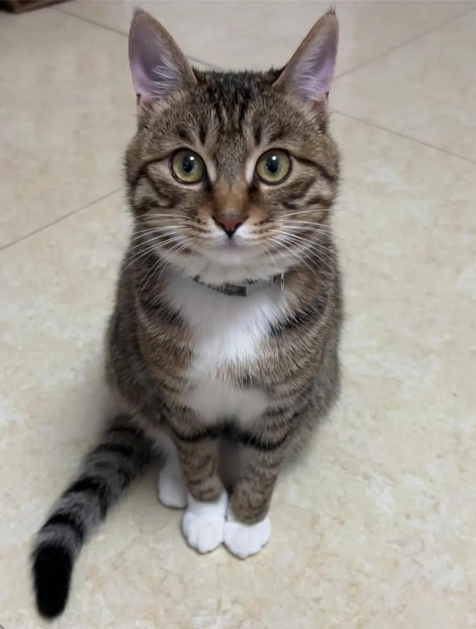 白脚狸花猫一看就好玩,让人忍不住想捏捏它的脚.