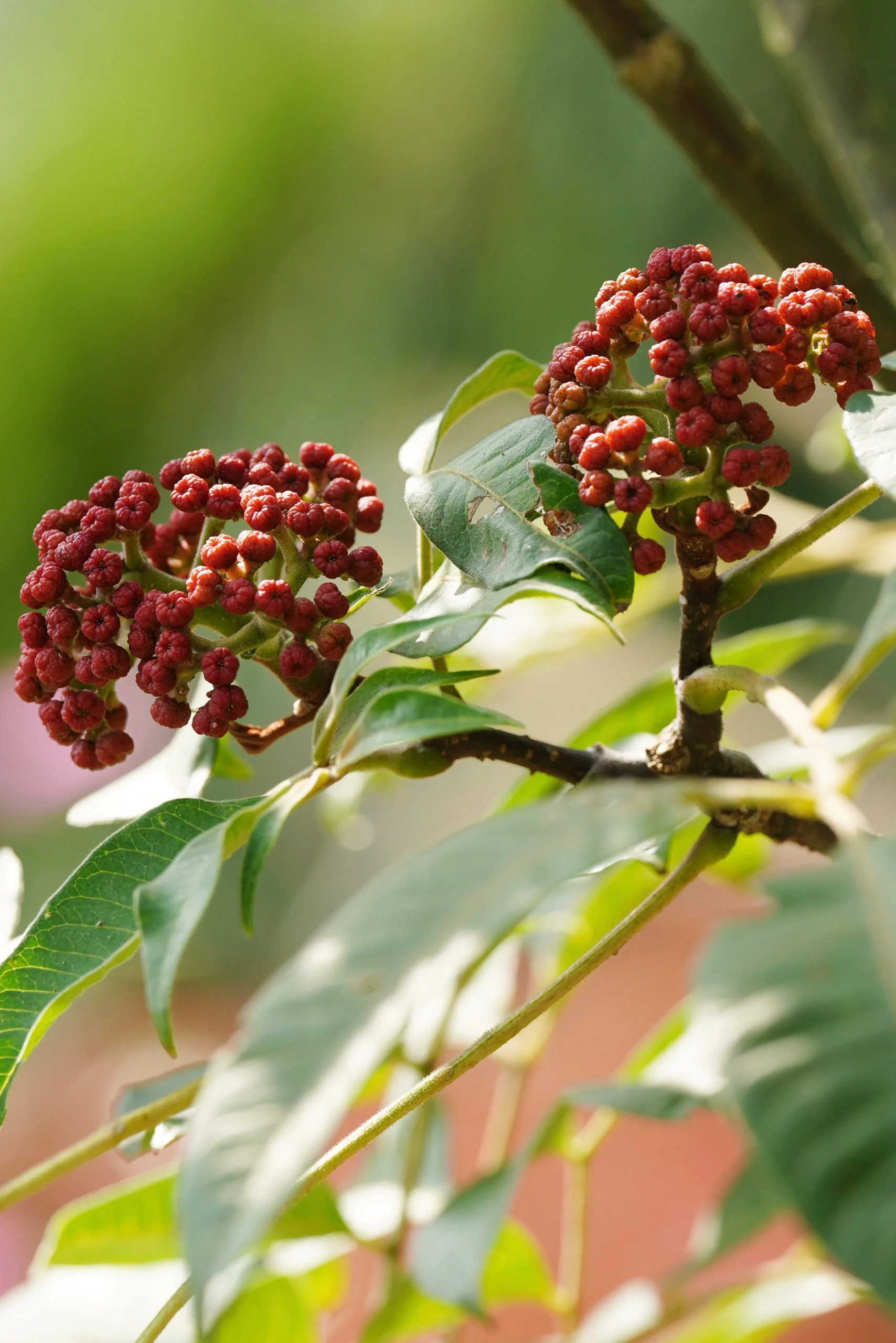 茱萸主要有两种,一种是山茱萸科的山茱萸;另一种即是芸香科吴茱萸