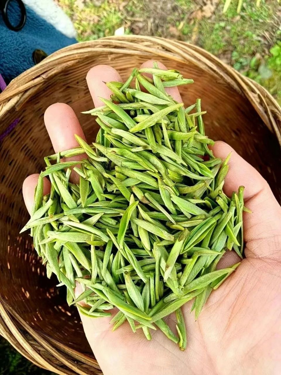 汉中仙毫 | 陕西绿茶 汉中,位于陕西省西南部,北面依靠秦岭,南屏巴山