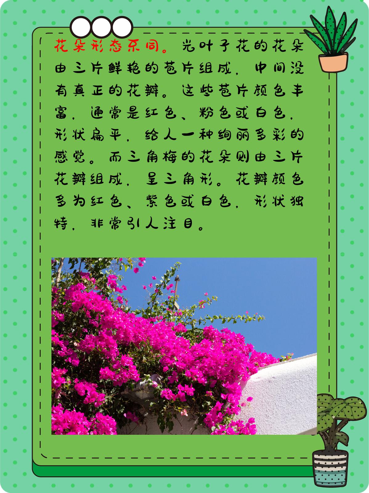 光叶子花花语图片