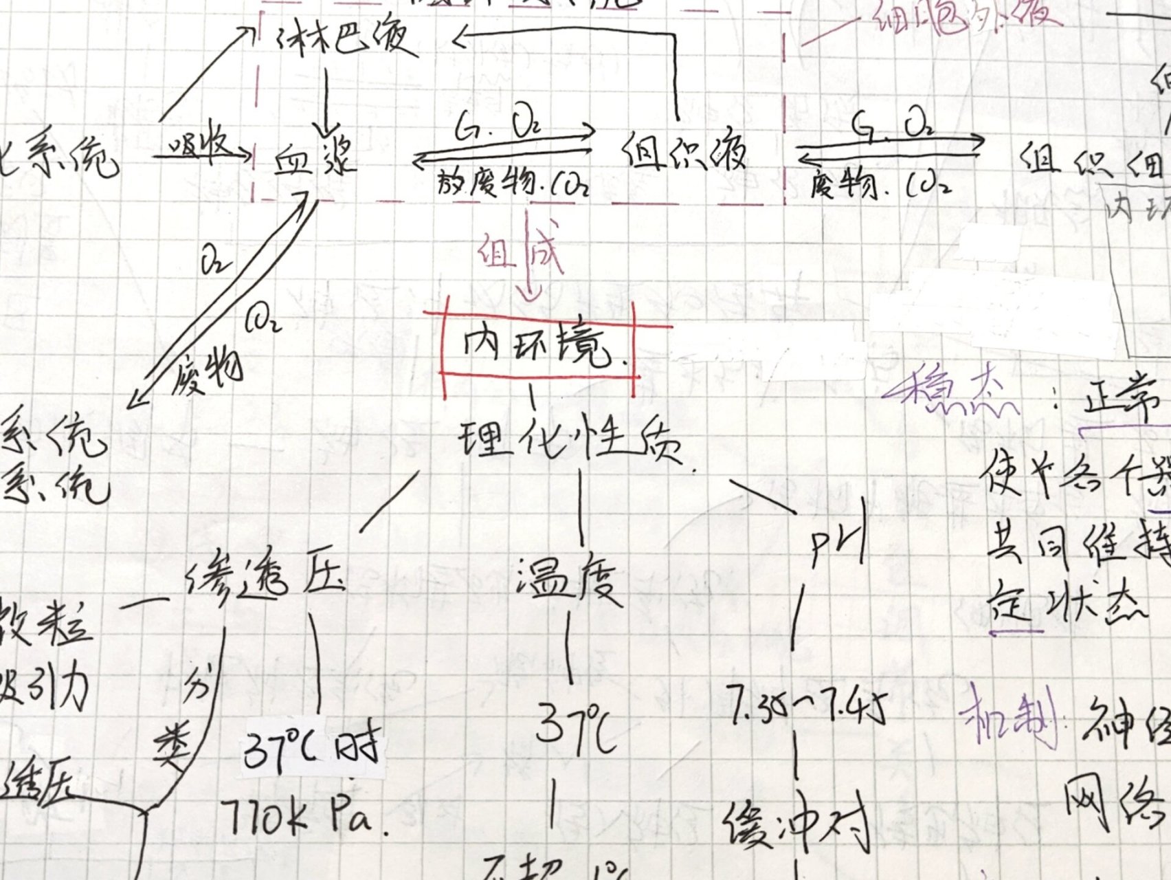 内环境思维导图图片