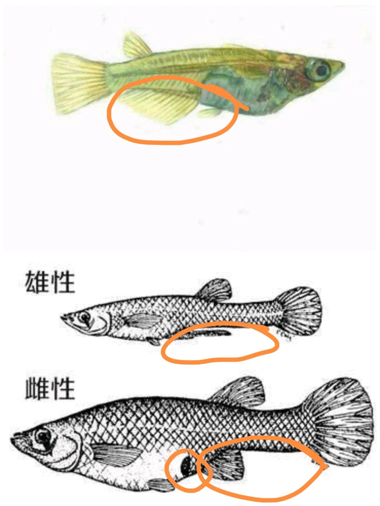 一张图教你如何分辨食蚊鱼还是青鳉鱼