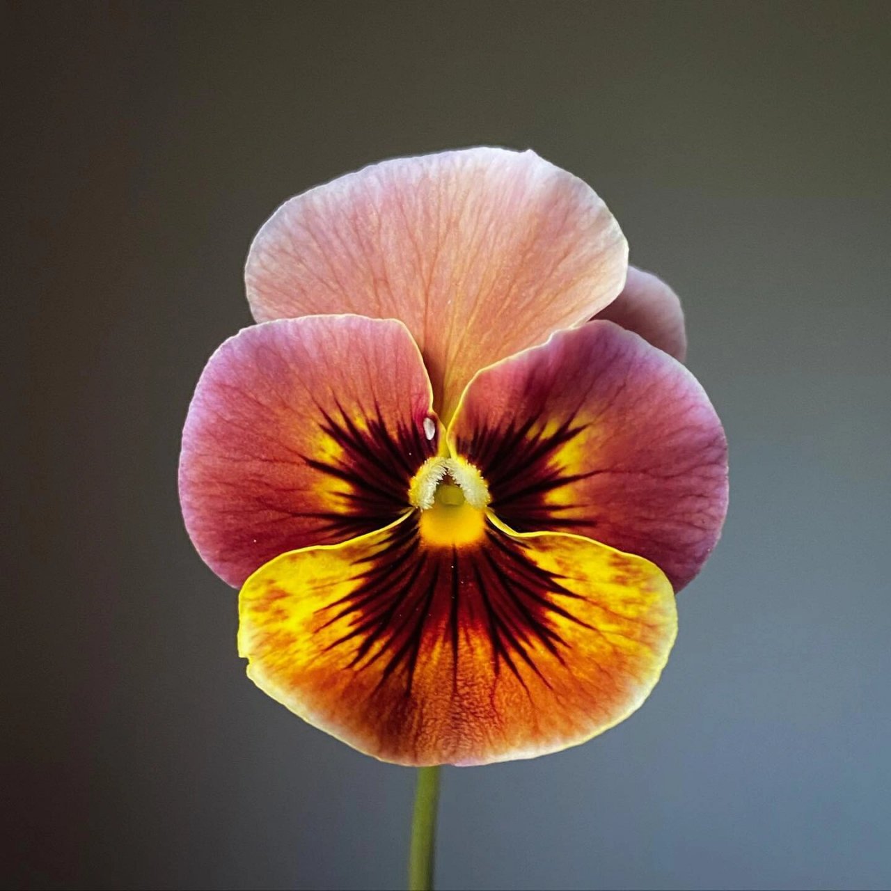 认识鲜花 | 三色堇pansy 三色堇好可爱,像一个个小脸蛋在看你 94图1