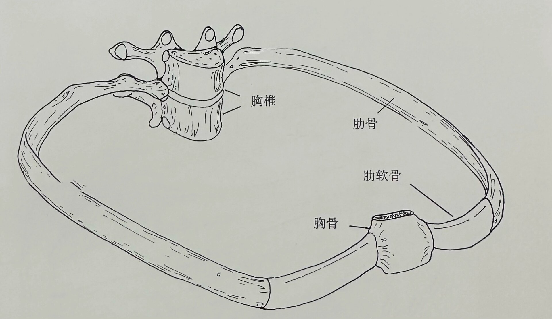 肋软骨图片位置示意图图片