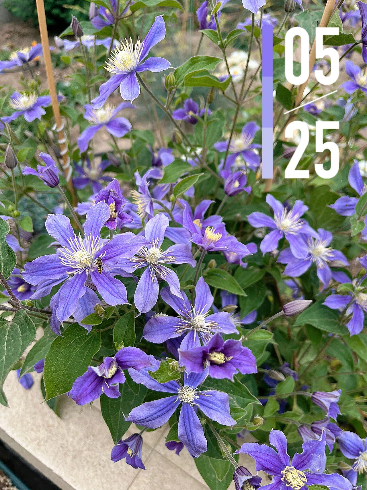 铁线莲 阿拉贝拉