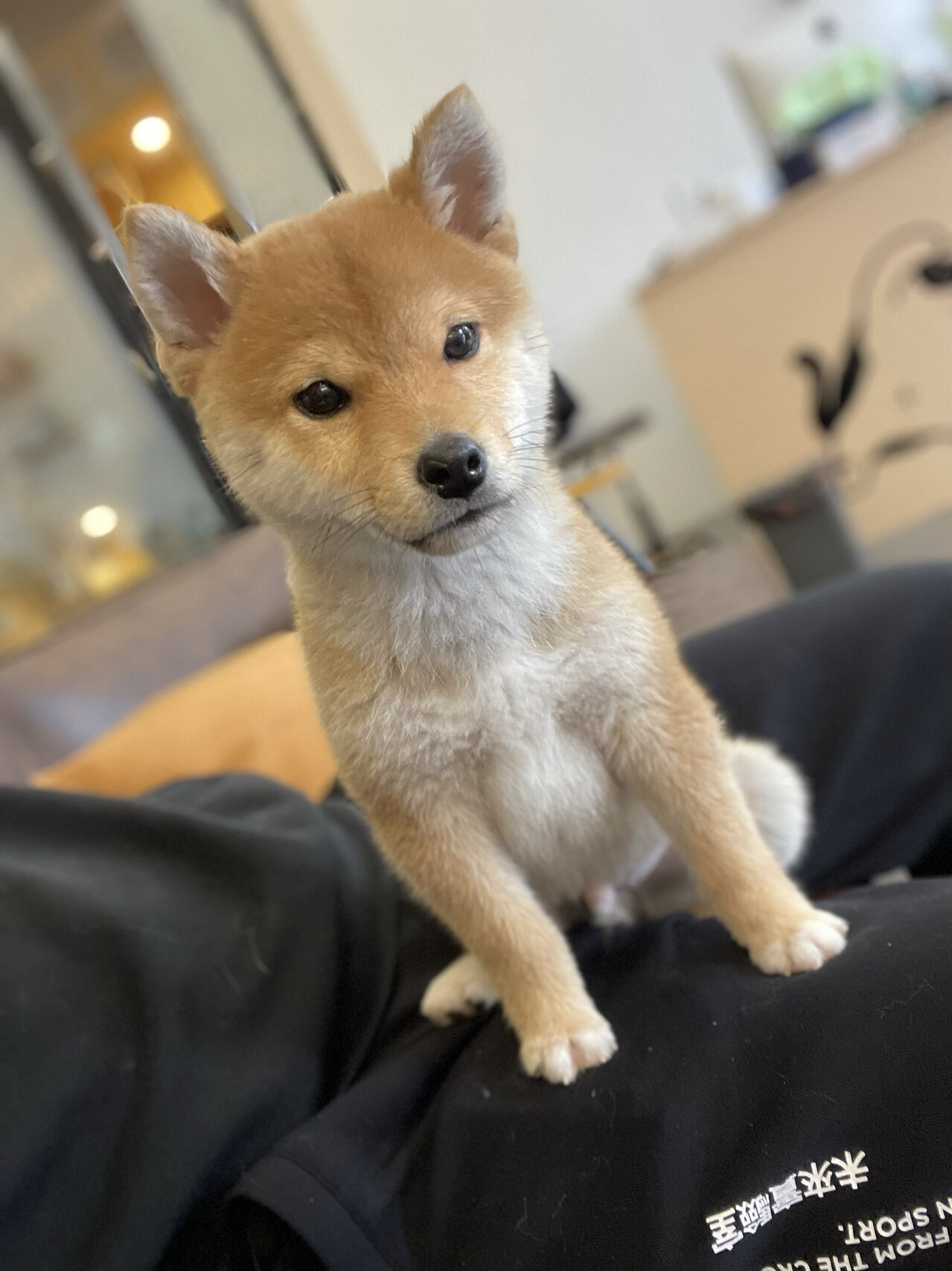 小体柴犬 你们家里都有什么可爱的爱宠呢?