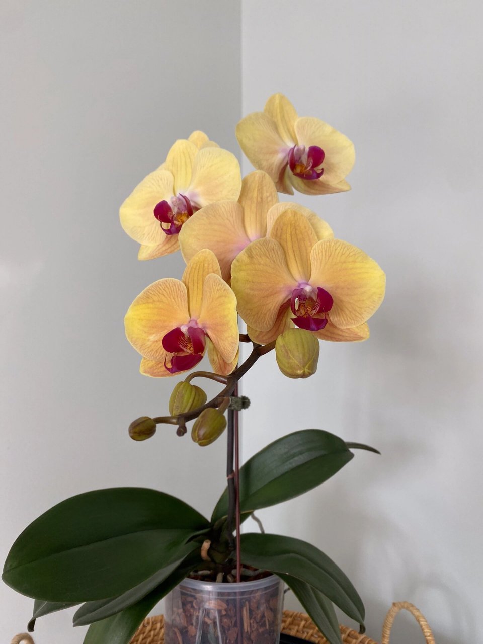 今年秋天的第一支蝴蝶兰,黄金美人 黄金美人,这颜色和气场绝了,感觉我