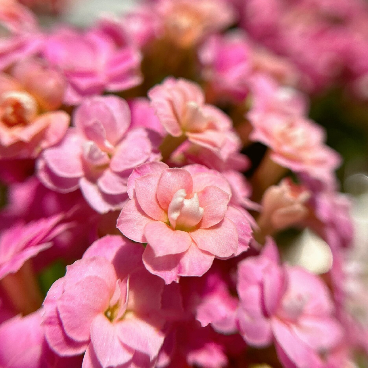 长寿花(4)小彩旗 小彩旗花朵大小应该属于中花,颜色橙转粉,不消苞,花