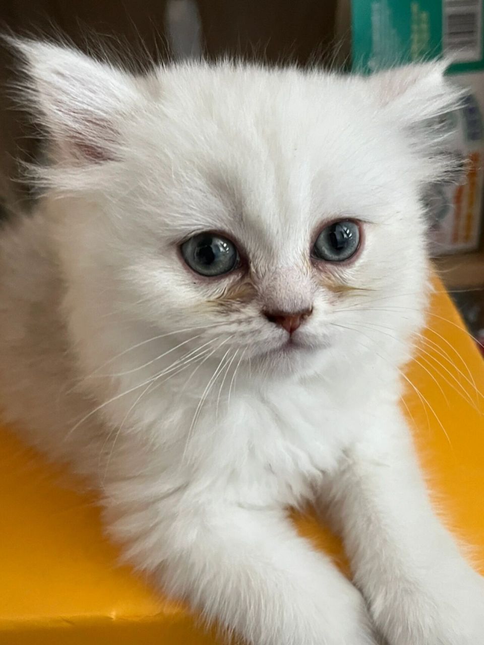 五十多天的小奶猫,蓝膜这是退了吧 五十多天的小银渐层,刚接回来时