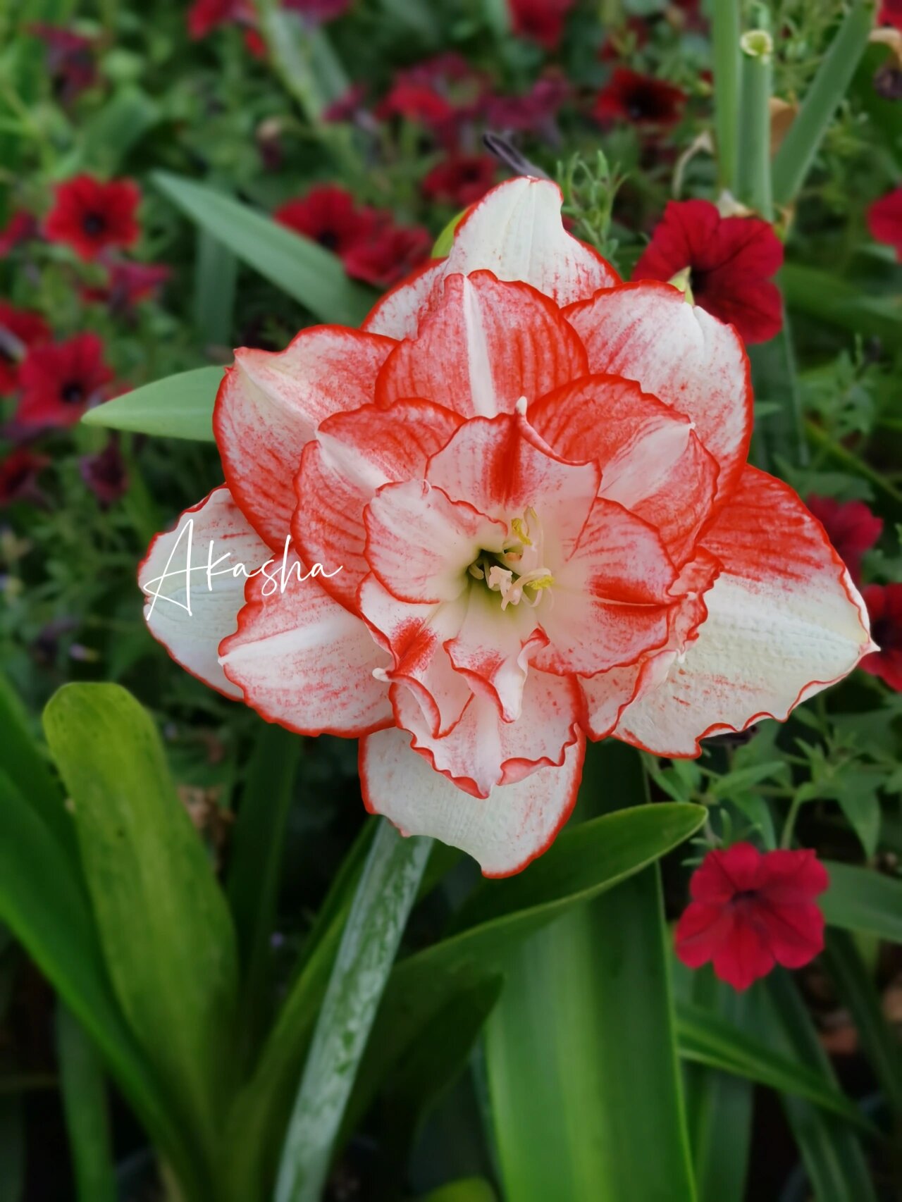 朱顶红 澳朱 花瓣衬裙 2018年买的1.