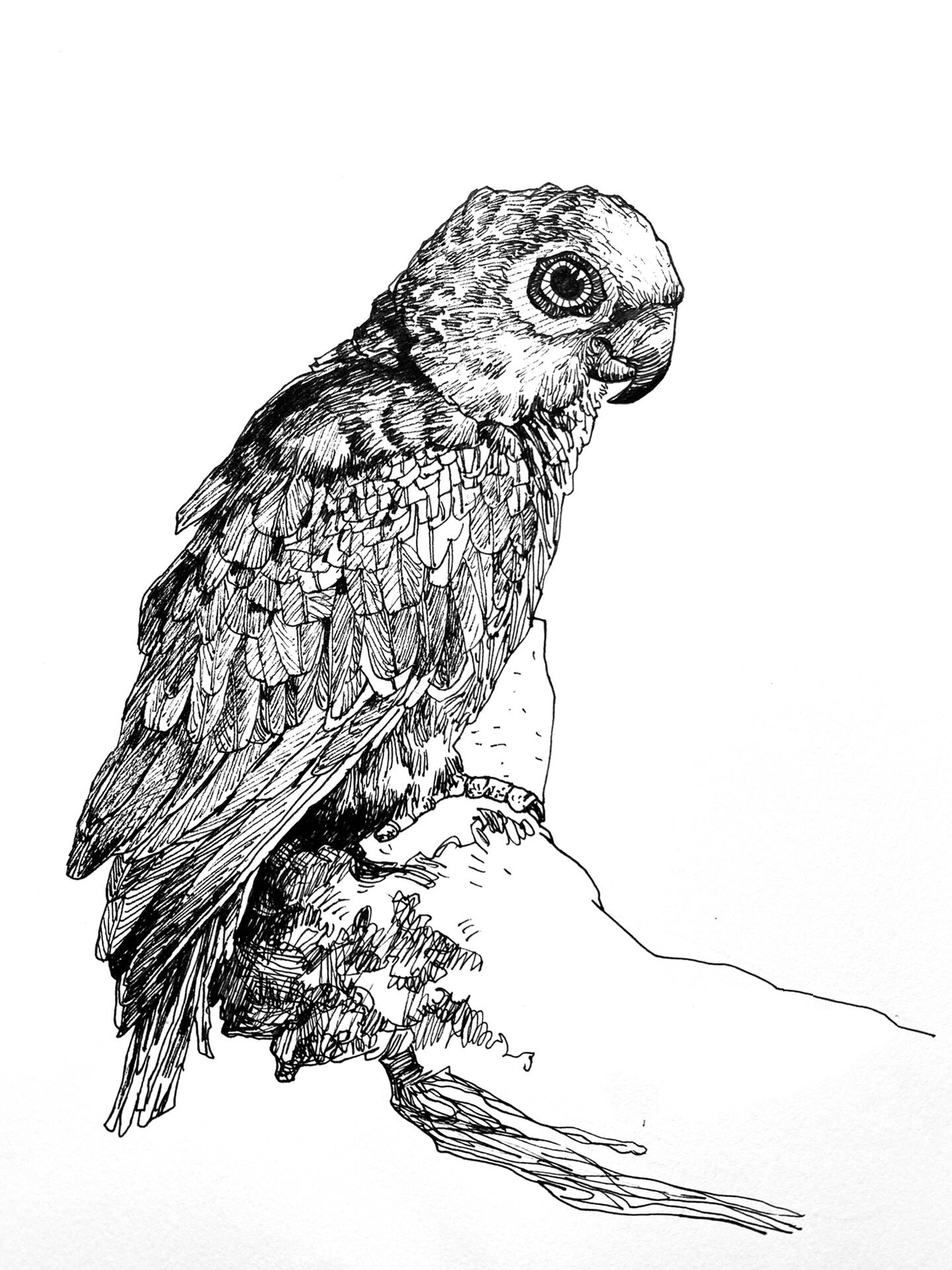 动物速写分享26615|临摹素材