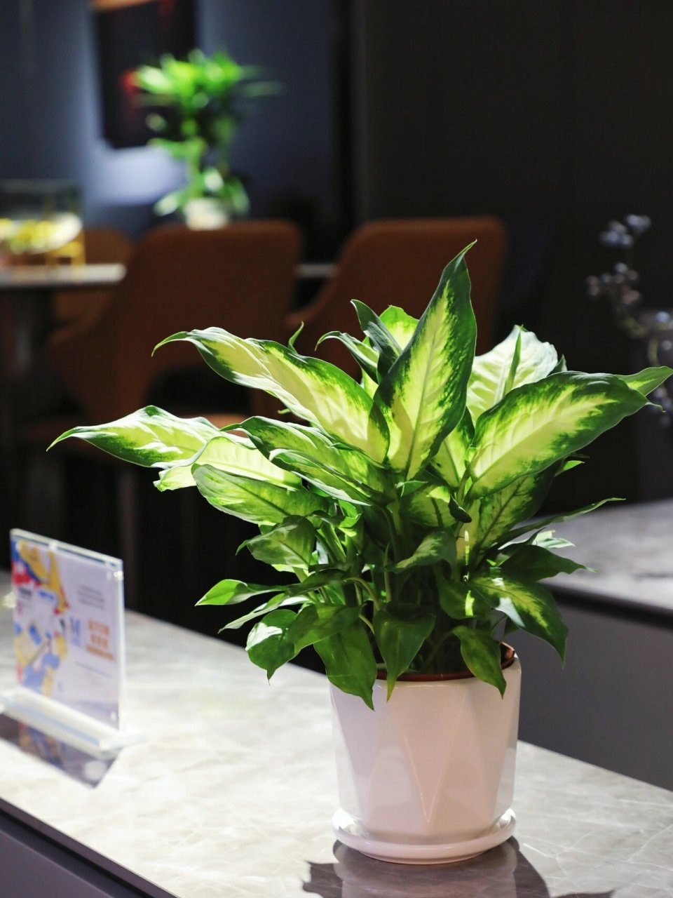 粉黛万年青,干净清爽的室内绿植 粉黛万年青算是花叶万年青中的一种