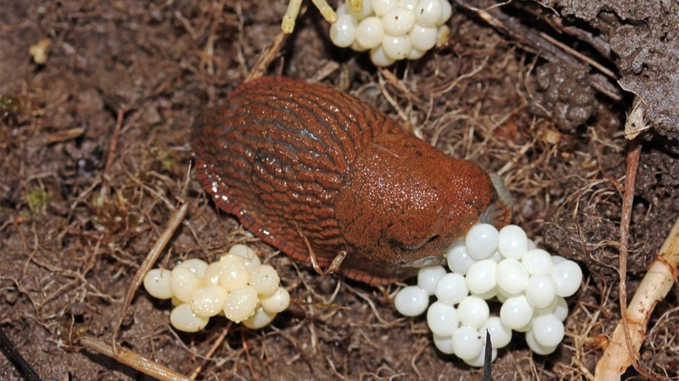 在德国菜园杀死上万只鼻涕虫蛞蝓 蛞蝓,鼻涕虫,又称水蜒蚰.