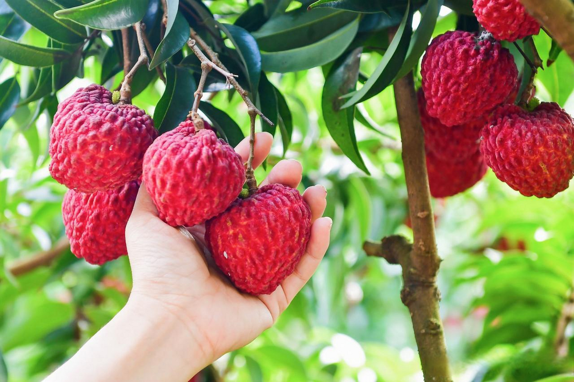 我为海口火山荔枝代言 海南头条海口头条海口海口身边事 跟妃子笑荔枝