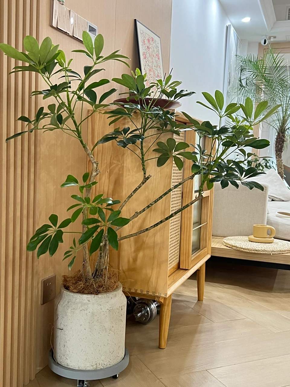 鸭掌木的养护 土壤:应该使用