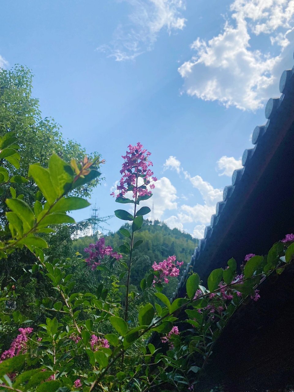 笔记|小岛上的寺庙 始建于清康熙年间 落在云和湖畔 背靠鹰山的慧云寺